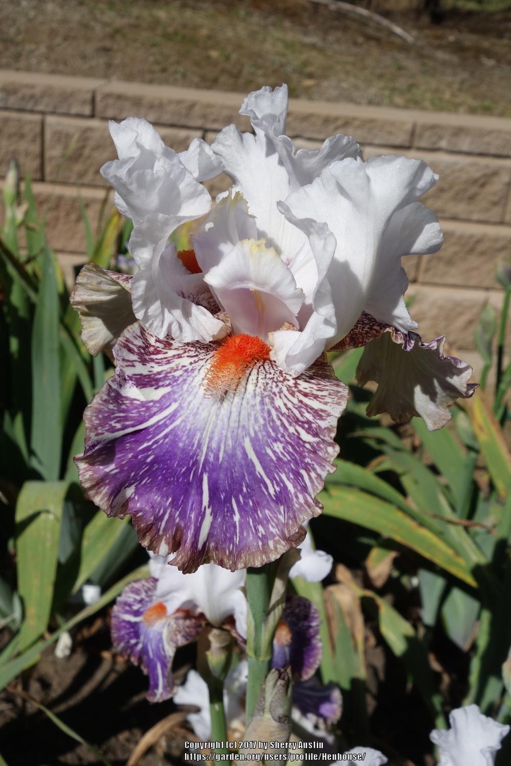 Photo of Tall Bearded Iris (Iris 'Painted Lady Lavender') uploaded by Henhouse