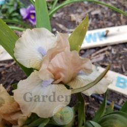 
Date: 2017-05-01
Maiden blooms short. First didn't open all.the