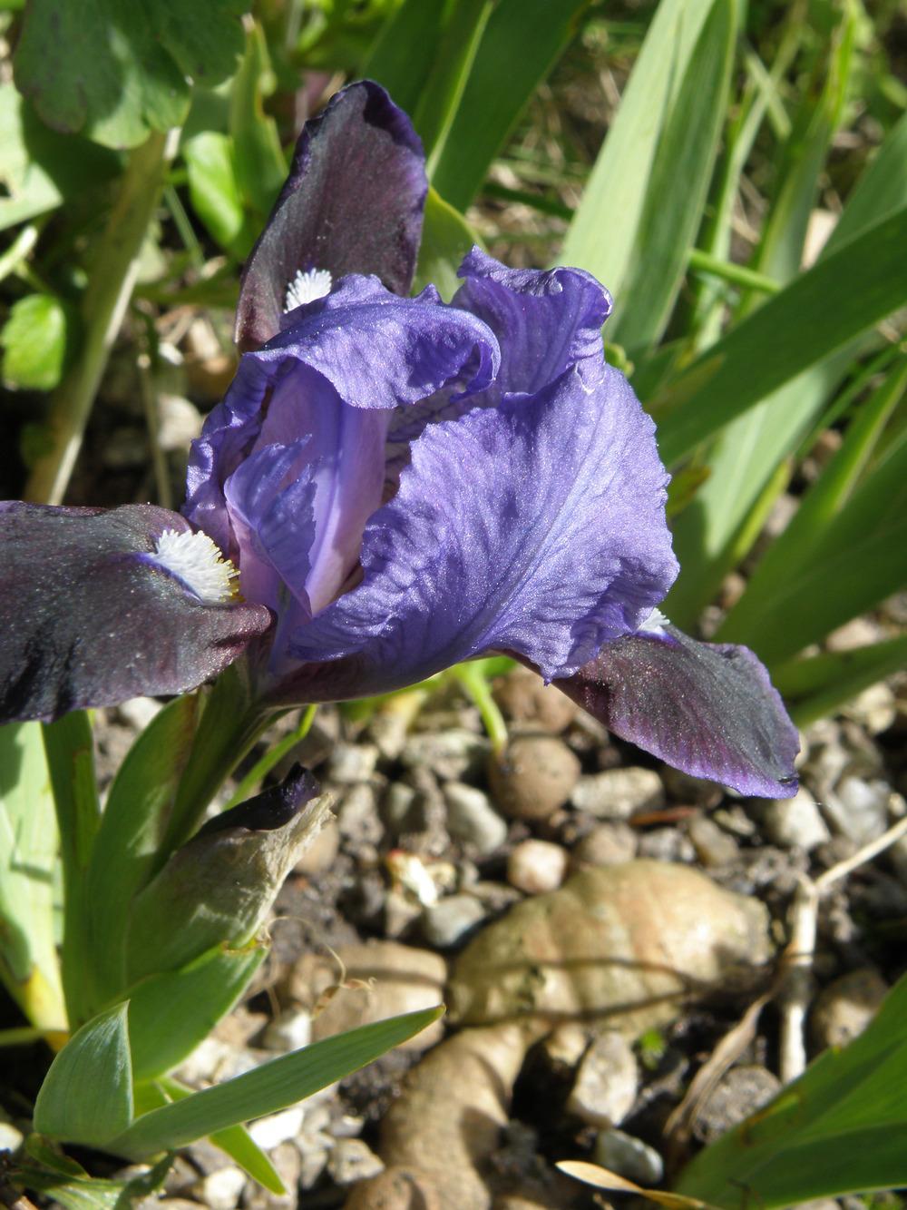 Photo of Miniature Dwarf Bearded Iris (Iris 'Blue Beret') uploaded by IrisLilli