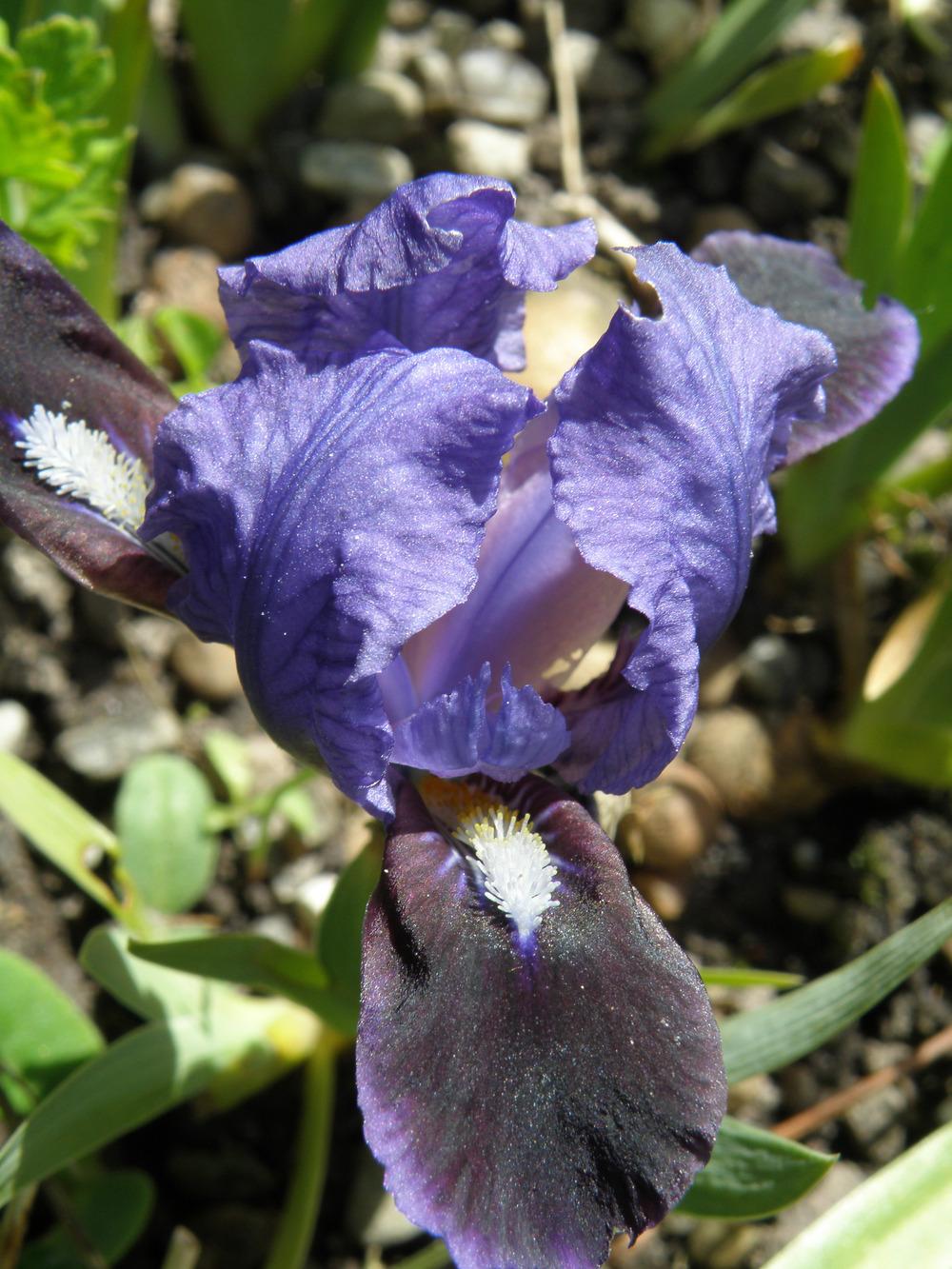 Photo of Miniature Dwarf Bearded Iris (Iris 'Blue Beret') uploaded by IrisLilli
