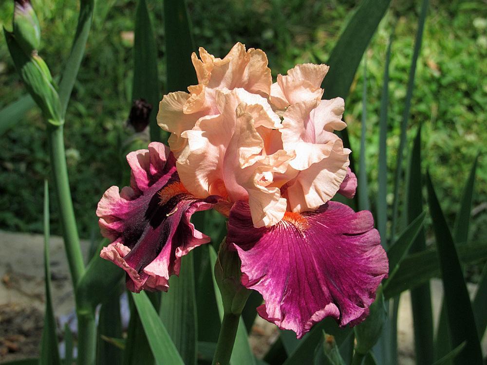 Photo of Tall Bearded Iris (Iris 'Darn Tootin') uploaded by Lestv