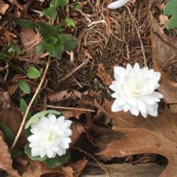 Location: Maine
Date: 2017-04-29
I grow these in a raised bed of woodland wildflowers.