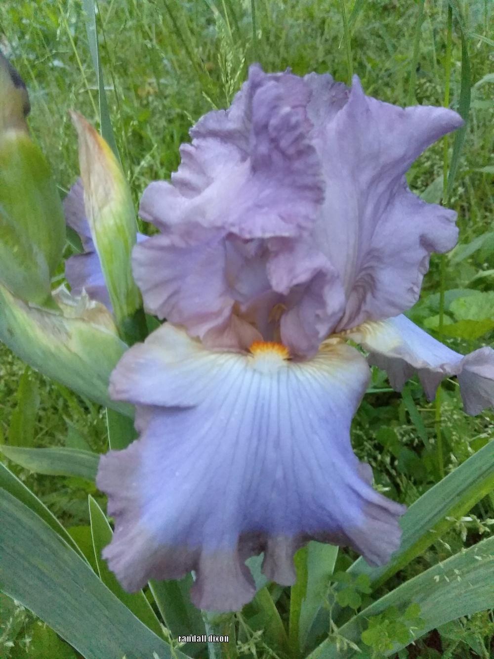 Photo of Tall Bearded Iris (Iris 'Blue Persuasion') uploaded by arilbred