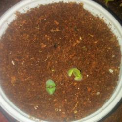 Location: Coastal San Diego County 
Date: 2017-05-02
Salvia Blepharophylla seedlings harvested and sowed from my own p