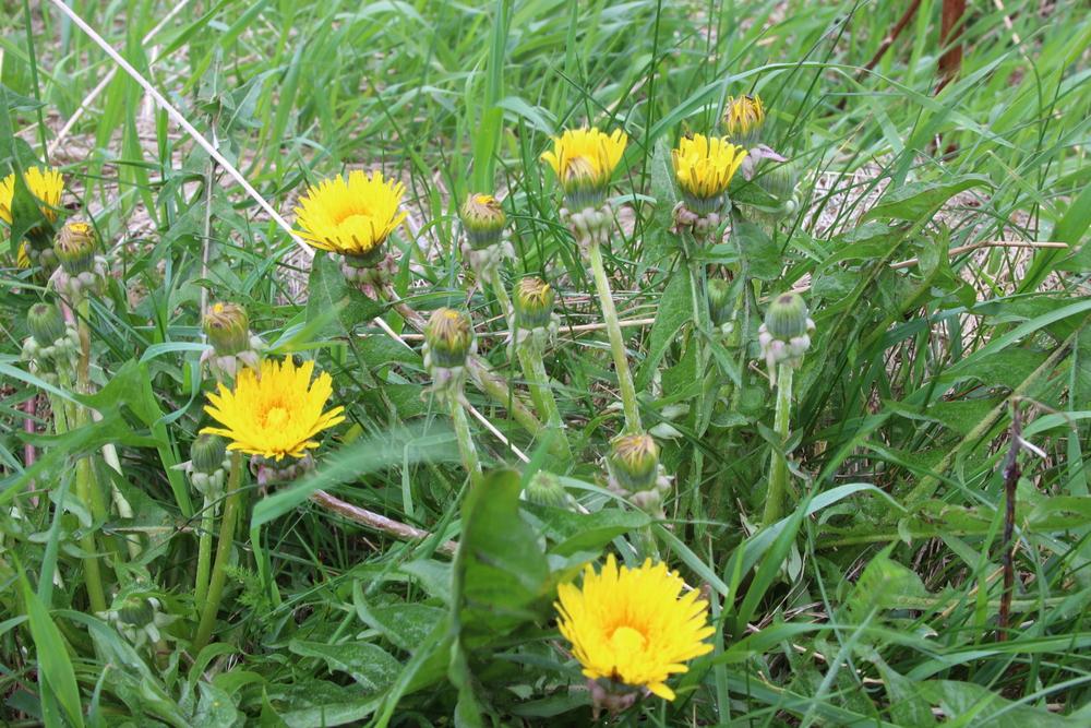 Photo of Dandelion (Taraxacum officinale) uploaded by dave
