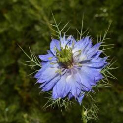 Location: Botanical gardens of the State of Georgia, Athens, Georgia
Date: 2017-05-02
Nigella damascena, It grows to 20–50 cm (8–20 in) tall, with 