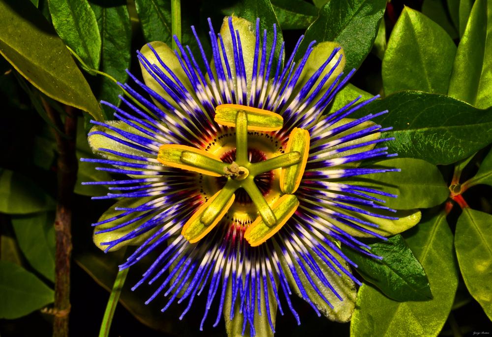 Photo of Passion Flower (Passiflora) uploaded by dawiz1753