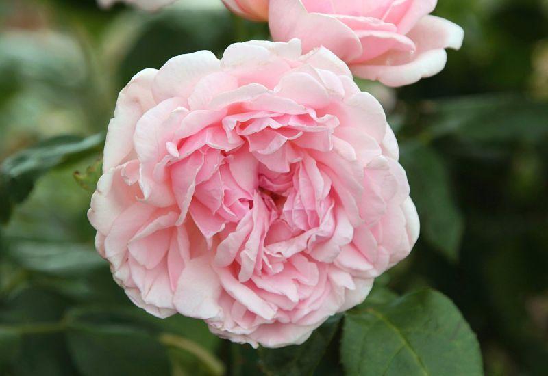 Photo of Rose (Rosa 'Eglantyne') uploaded by DianeSeeds