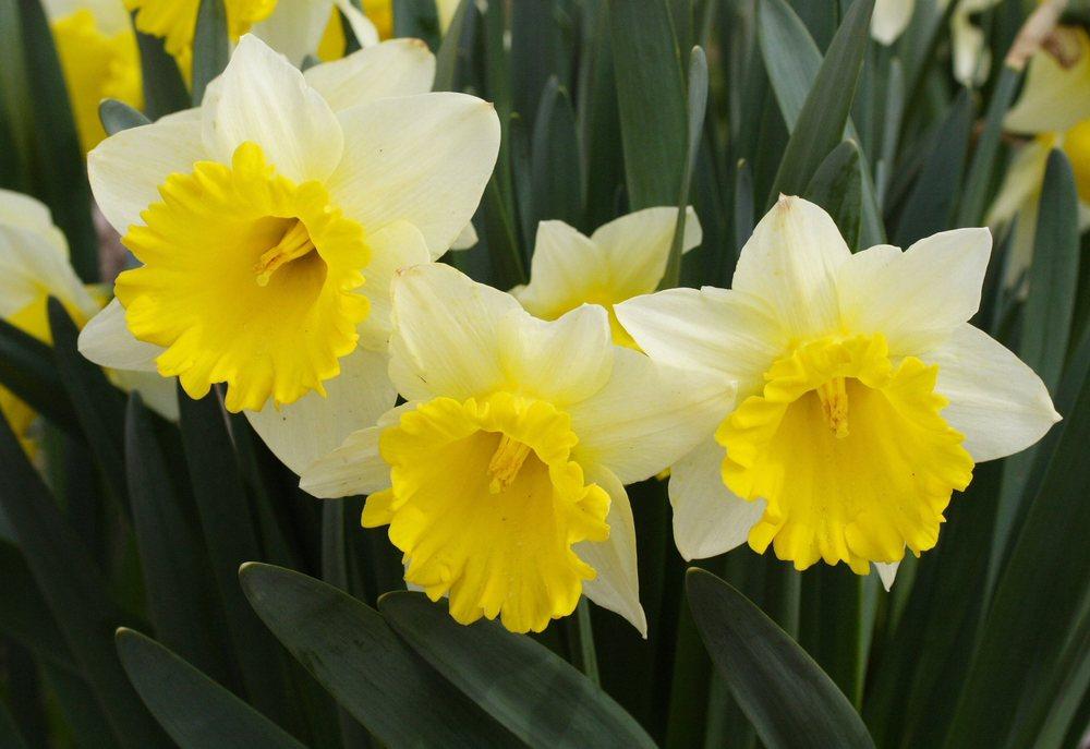 Photo of Trumpet Narcissus (Narcissus 'Goblet') uploaded by DianeSeeds