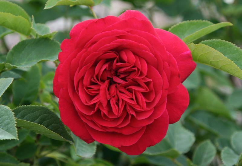 Photo of Rose (Rosa 'L. D. Braithwaite') uploaded by DianeSeeds