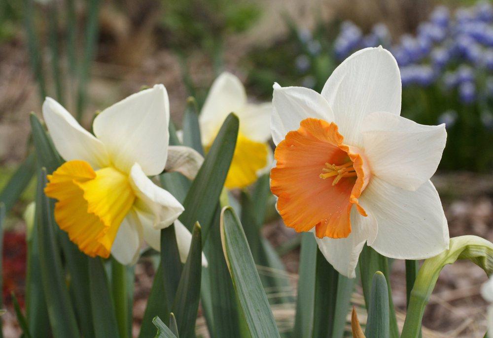 Photo of Large-cupped Daffodil (Narcissus 'Chromacolor') uploaded by DianeSeeds
