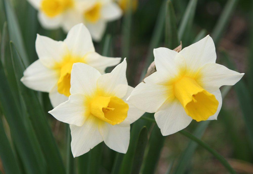 Photo of Jonquilla Daffodil (Narcissus 'Golden Echo') uploaded by DianeSeeds