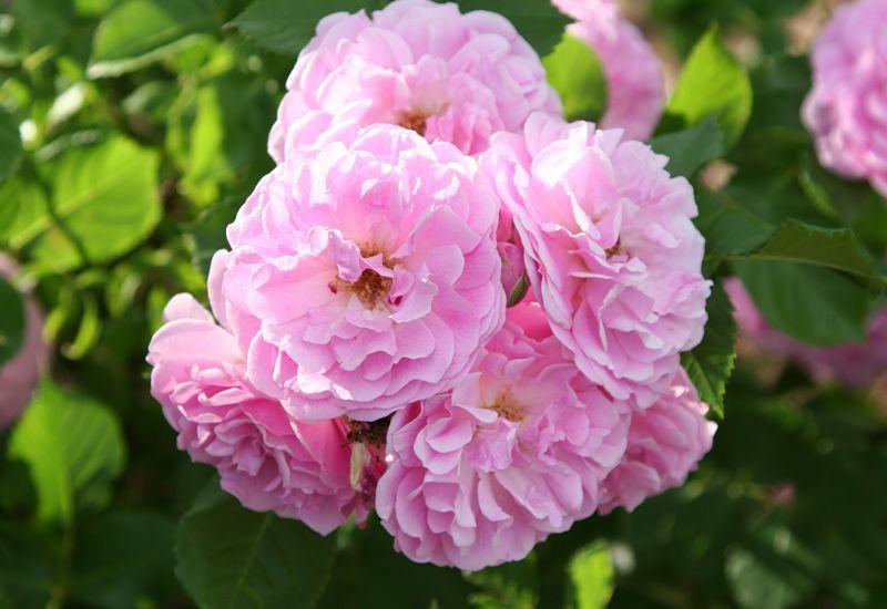 Photo of Rose (Rosa 'Lavender Lassie') uploaded by DianeSeeds