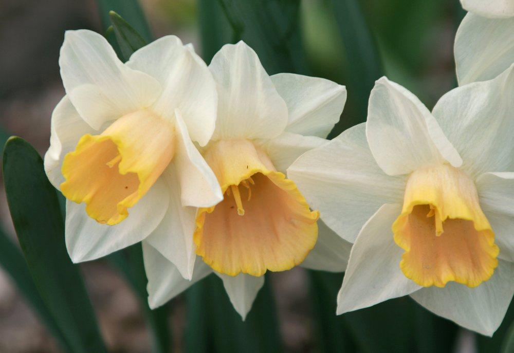Photo of Large-cupped Daffodil (Narcissus 'Salome') uploaded by DianeSeeds