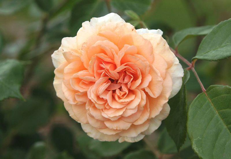 Photo of Hybrid Musk Rose (Rosa 'Buff Beauty') uploaded by DianeSeeds