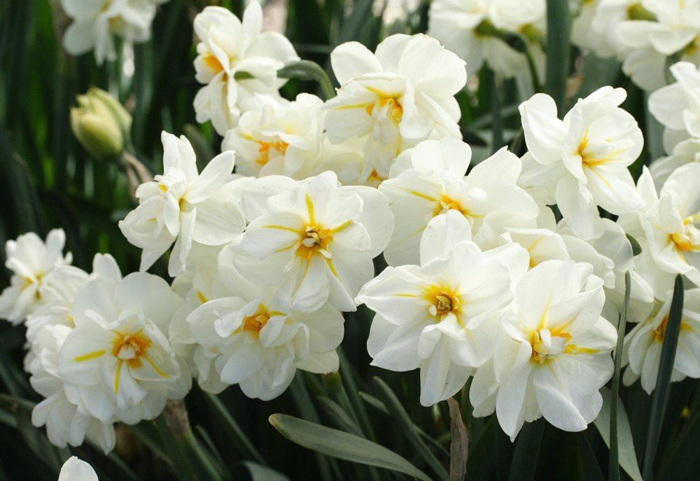 Photo of Double Daffodil (Narcissus 'Sir Winston Churchill') uploaded by DianeSeeds