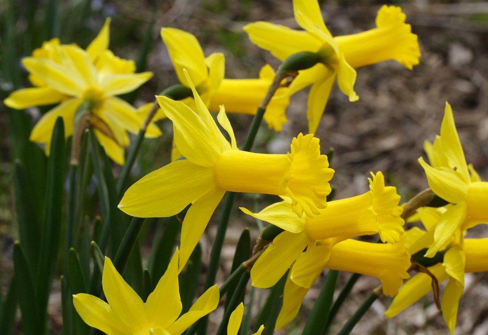 Photo of Cyclamineus Narcissus (Narcissus 'Peeping Tom') uploaded by DianeSeeds