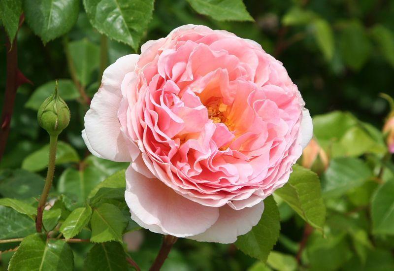 Photo of Rose (Rosa 'Abraham Darby') uploaded by DianeSeeds