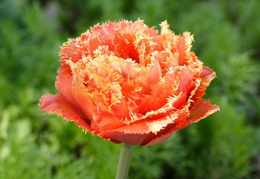 Photo of Fringed Tulip (Tulipa 'Sensual Touch') uploaded by DianeSeeds