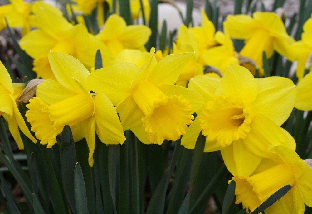 Photo of Trumpet Daffodil (Narcissus 'Arkle') uploaded by DianeSeeds