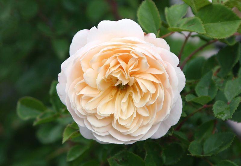 Photo of Rose (Rosa 'Crocus Rose') uploaded by DianeSeeds