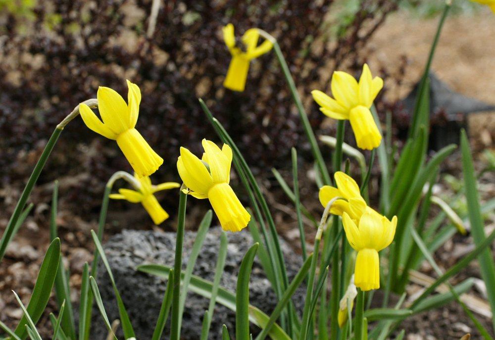 Photo of Cyclamineus Daffodil (Narcissus 'Rapture') uploaded by DianeSeeds