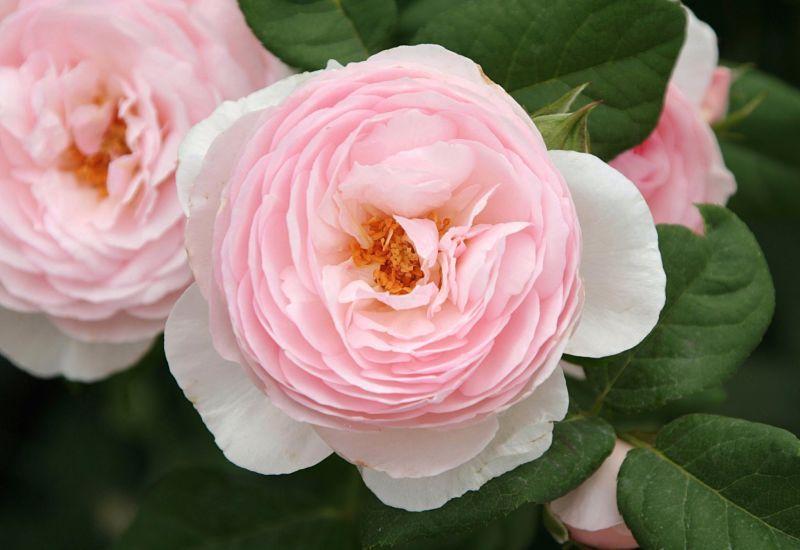 Photo of Rose (Rosa 'Heritage') uploaded by DianeSeeds