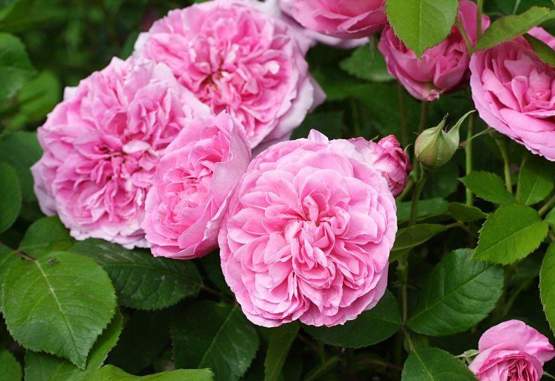 Photo of Rose (Rosa 'Gertrude Jekyll') uploaded by DianeSeeds