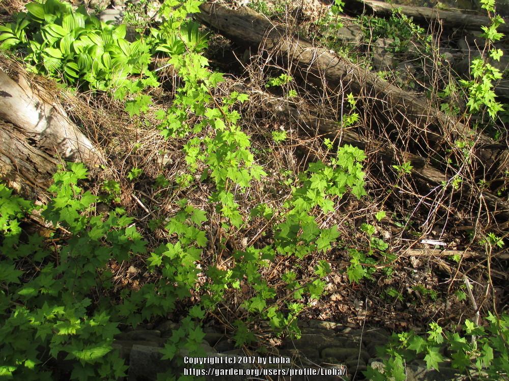 Photo of Purple-flowering raspberry (Rubus odoratus) uploaded by Lioba