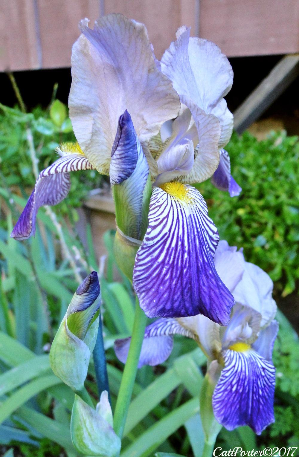 Photo of Tall Bearded Iris (Iris 'Fabian') uploaded by golden_goddess