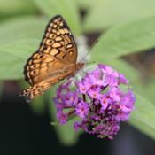 a newly emerged Variegated Fritillary on A Butterfly Bush bloom
