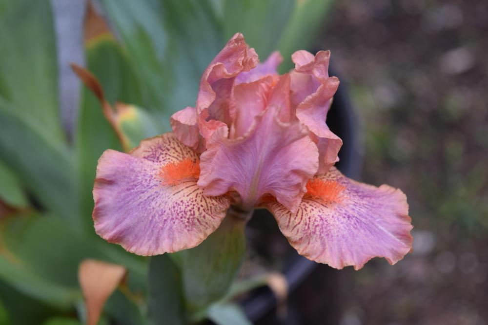 Photo of Standard Dwarf Bearded Iris (Iris 'Fruit Cup') uploaded by Dachsylady86
