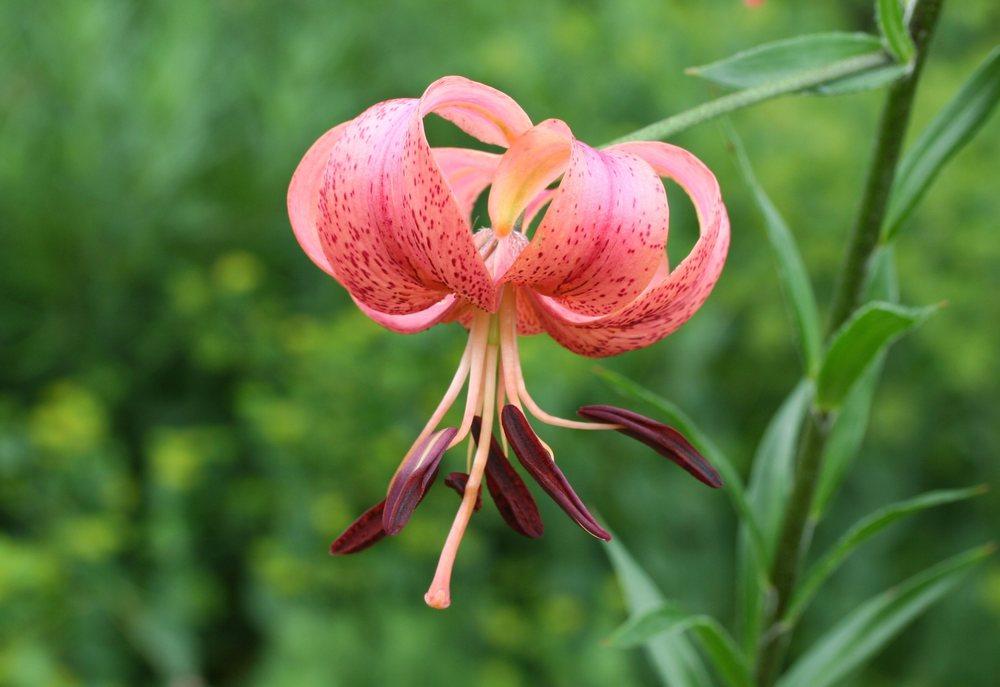 Photo of Lily (Lilium 'Eros') uploaded by DianeSeeds