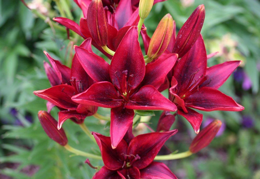 Photo of Lily (Lilium 'Black Out') uploaded by DianeSeeds