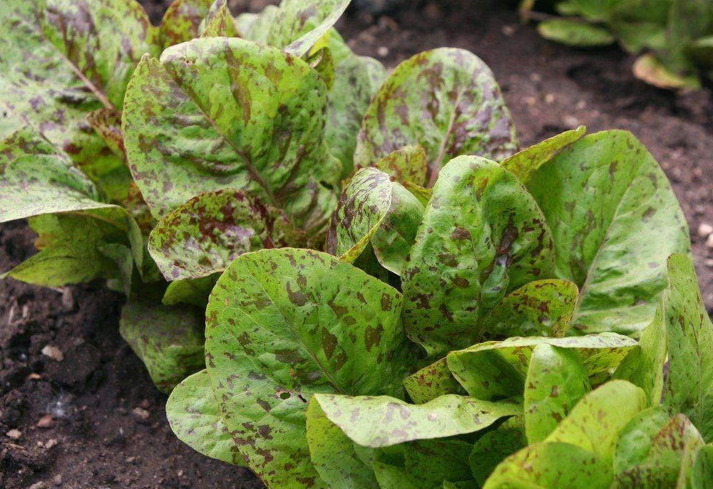 Photo of Lettuce (Lactuca sativa 'Forellenschluss') uploaded by DianeSeeds