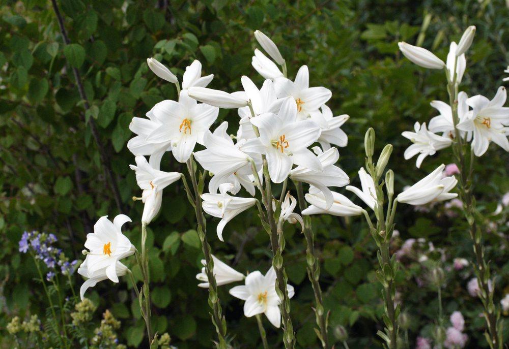 Photo of Lily (Lilium candidum) uploaded by DianeSeeds