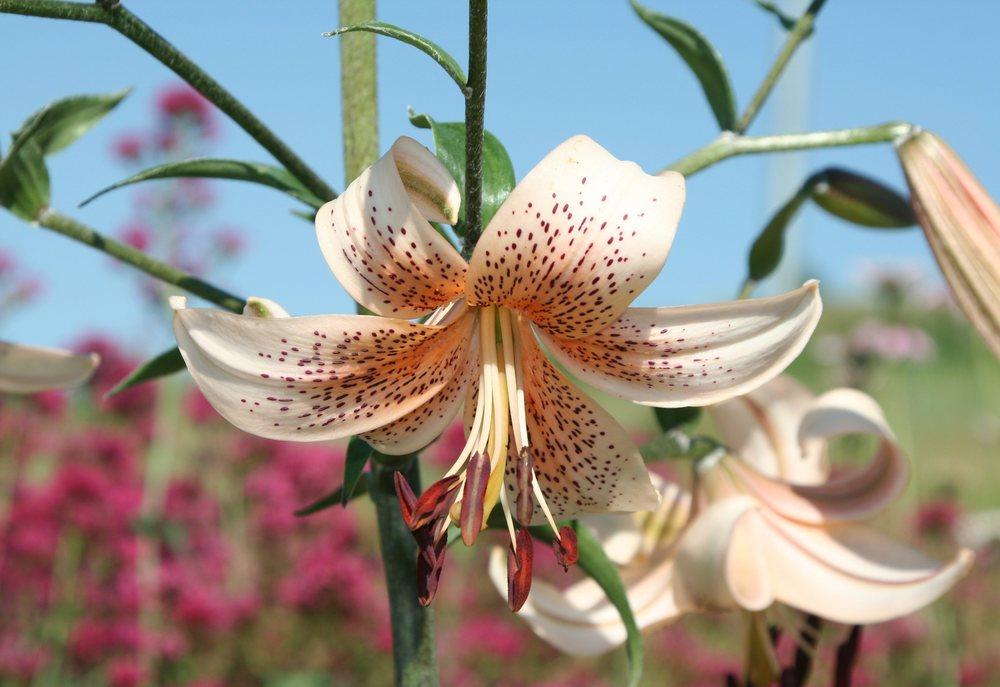 Photo of Lily (Lilium Tiger Babies) uploaded by DianeSeeds