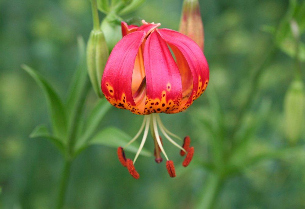 Photo of Leopard Lily (Lilium pardalinum) uploaded by DianeSeeds