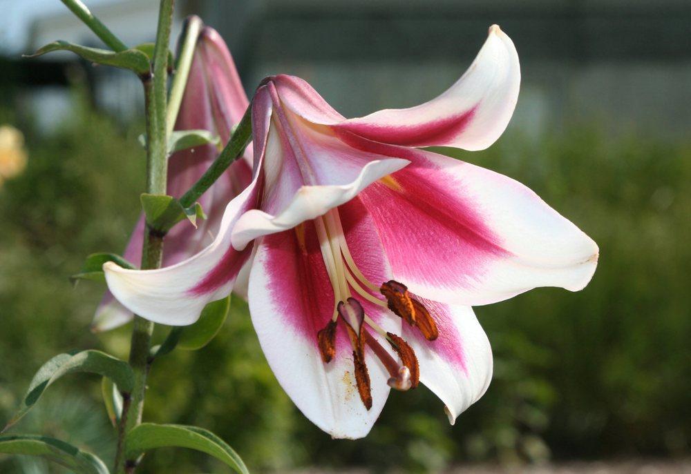 Photo of Lilies (Lilium) uploaded by DianeSeeds