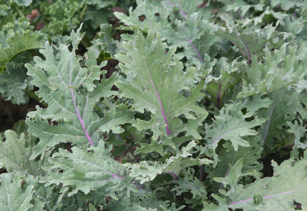 Photo of Siberian Kale (Brassica napus 'Red Russian') uploaded by DianeSeeds