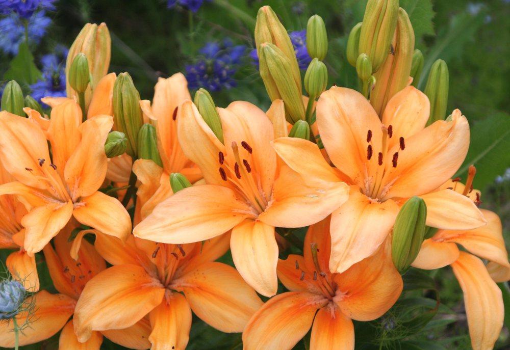 Photo of Lily (Lilium 'Buff Pixie') uploaded by DianeSeeds