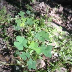 Location: Georgia U.S
Date: 2017-05-03
Found in GA along trails Similar to clover in shape. What is the 