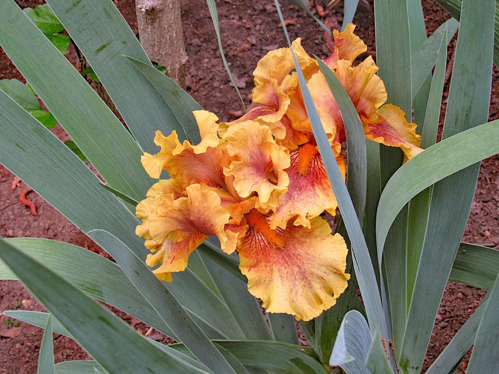 Photo of Tall Bearded Iris (Iris 'Infernal Fire') uploaded by Lestv