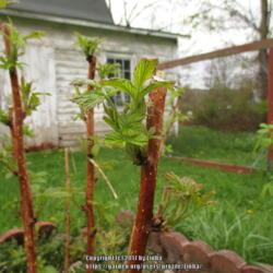Location: West Fulton, NY My Raspberry/Rose Bed
Date: 2017-05-03