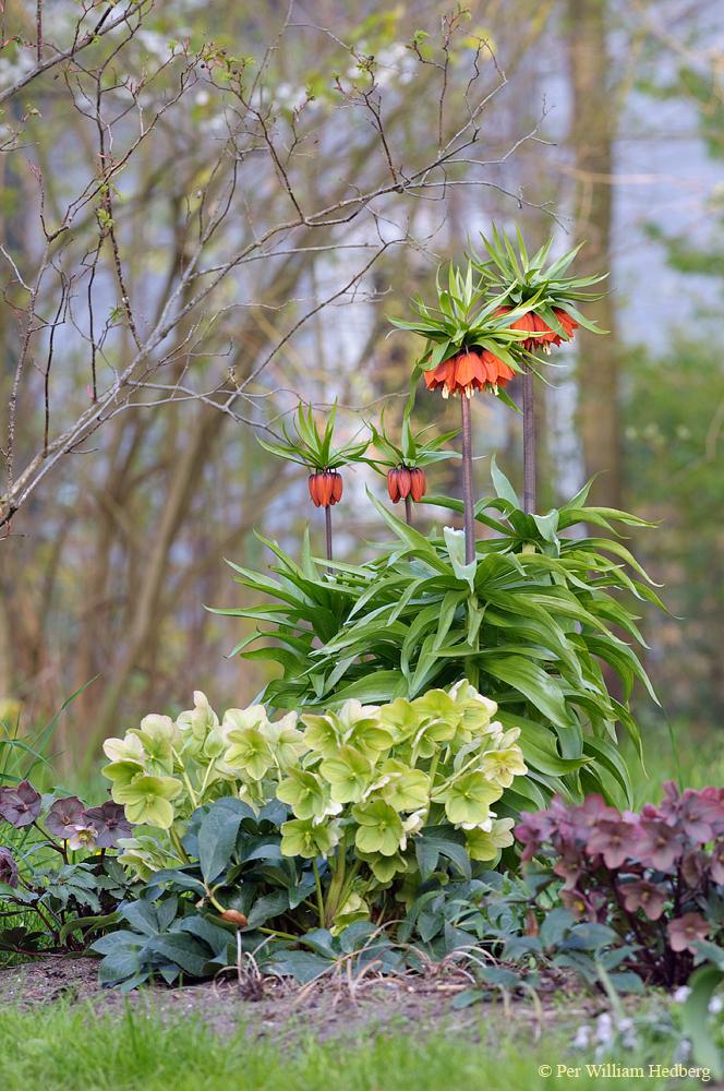 Photo of Crown Imperial Fritillaria (Fritillaria imperialis 'Rubra') uploaded by William