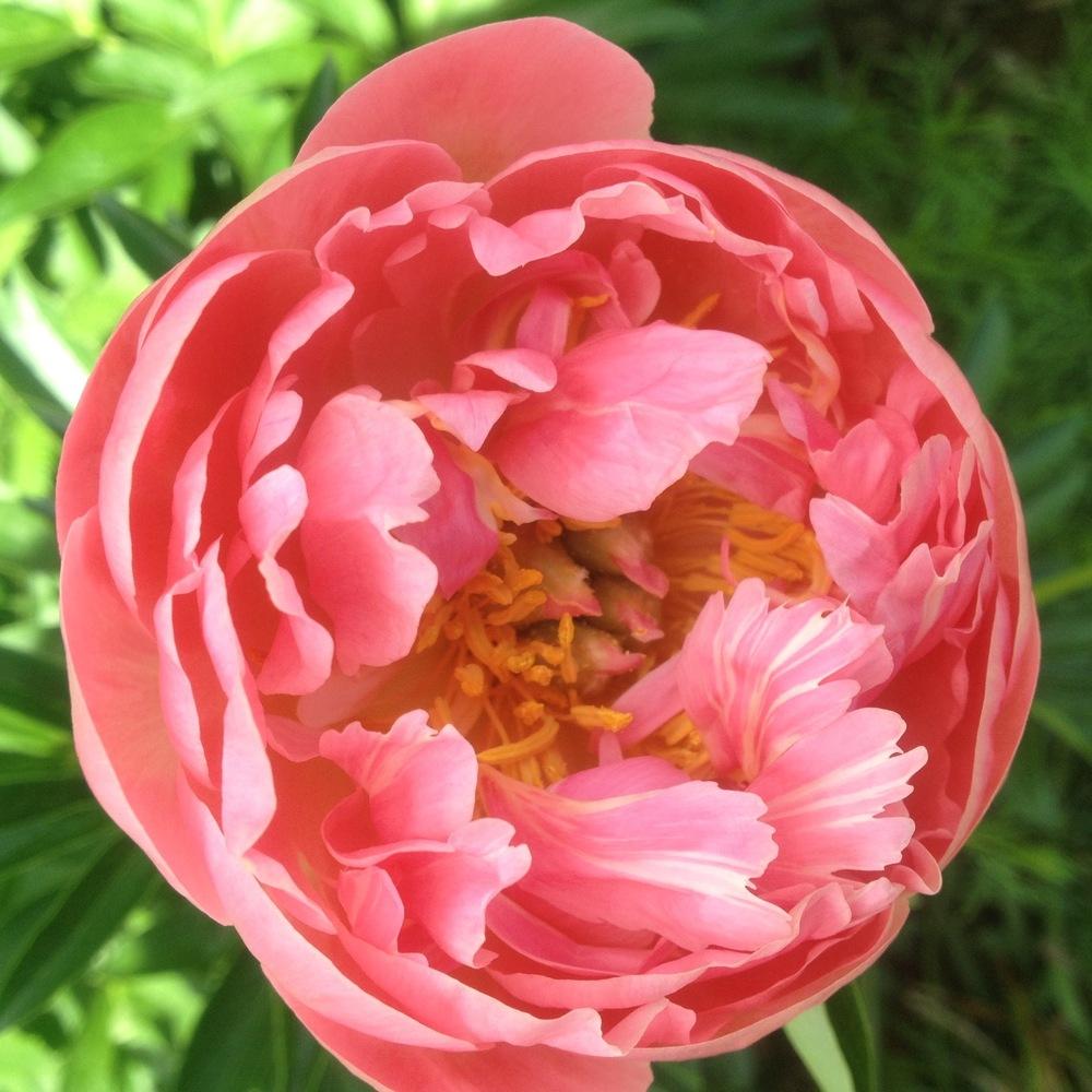 Photo of Peony (Paeonia 'Pink Hawaiian Coral') uploaded by csandt