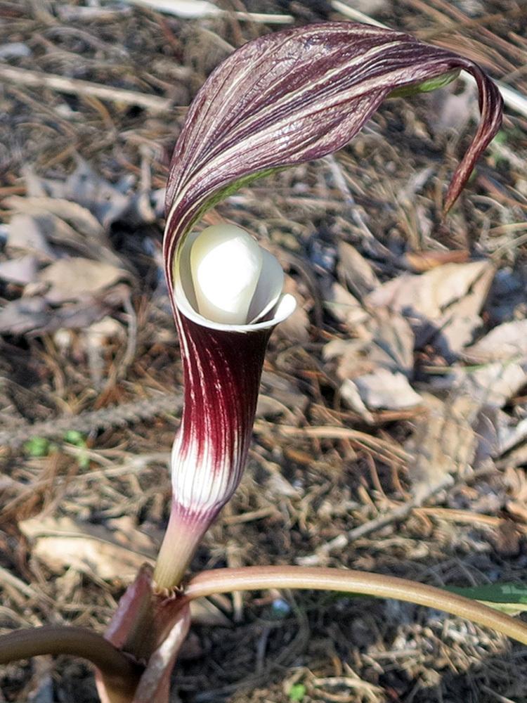 Photo of Japanese Cobra Lily (Arisaema sikokianum 'Silver Center') uploaded by eclayne