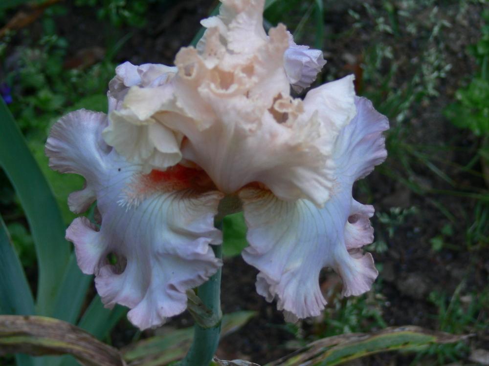 Photo of Tall Bearded Iris (Iris 'Cameo Minx') uploaded by janwax