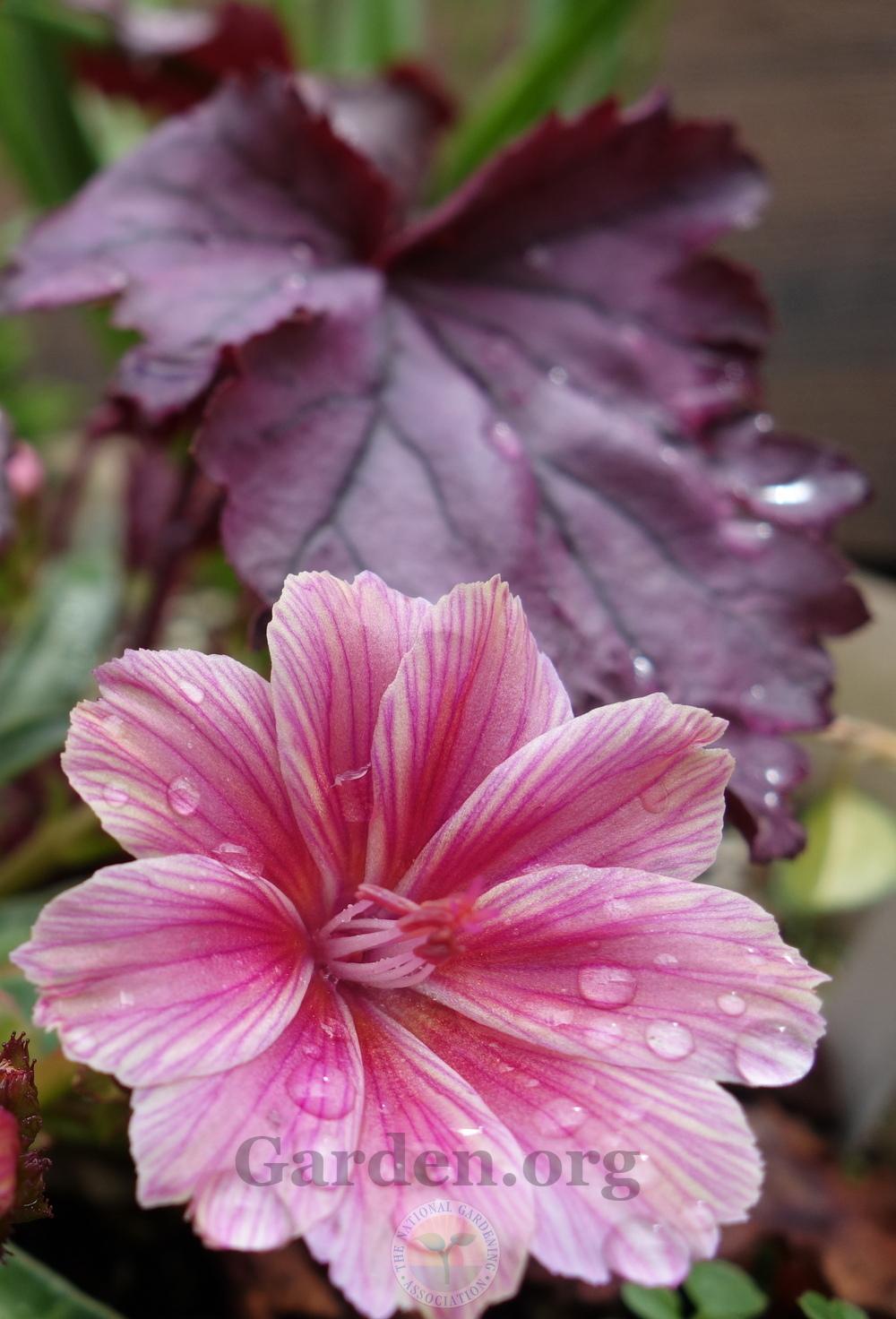 Photo of Bitter-Root (Lewisia 'Little Plum') uploaded by springcolor
