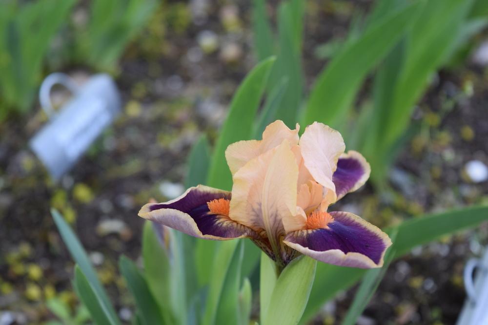 Photo of Standard Dwarf Bearded Iris (Iris 'Snap It Up') uploaded by Dachsylady86